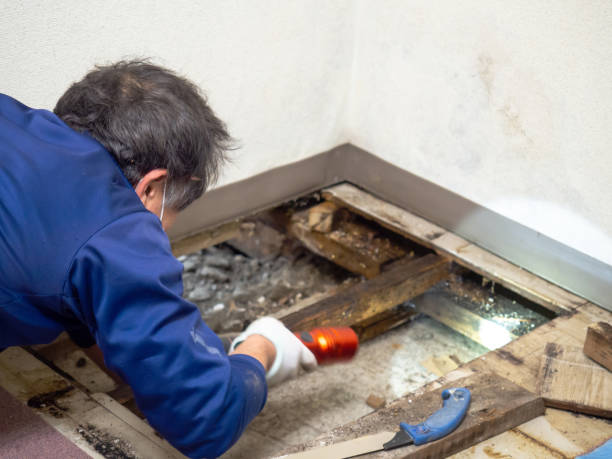 Best Commercial Mold Removal  in Cambridge, MA