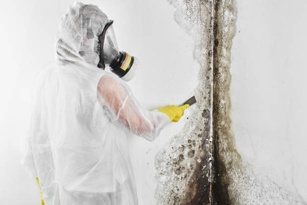 Office Mold Removal Services in Cambridge, MA