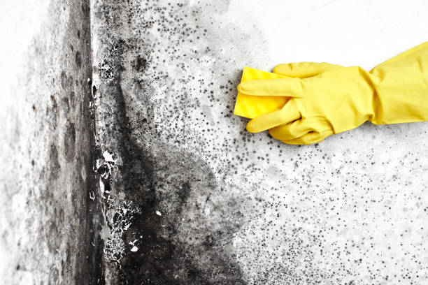  Cambridge, MA Mold Removal Pros