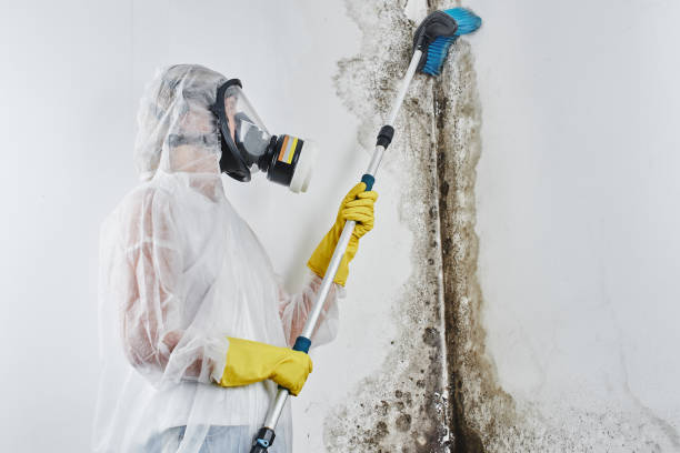 Best Mold Testing  in Cambridge, MA