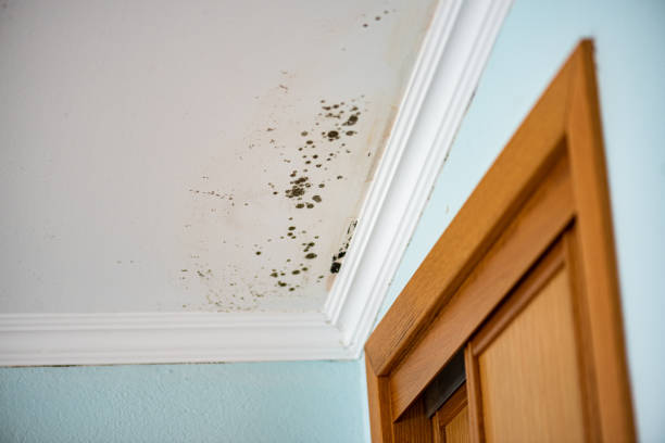 Best Attic Mold Removal  in Cambridge, MA