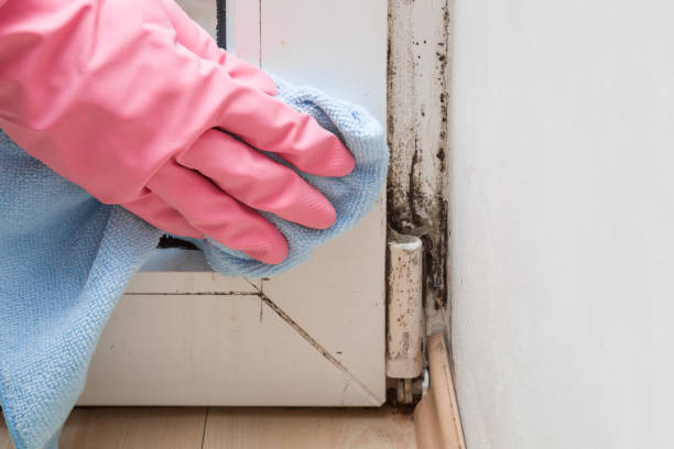 Best Mold Cleaning Services  in Cambridge, MA